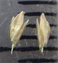  Spikelets